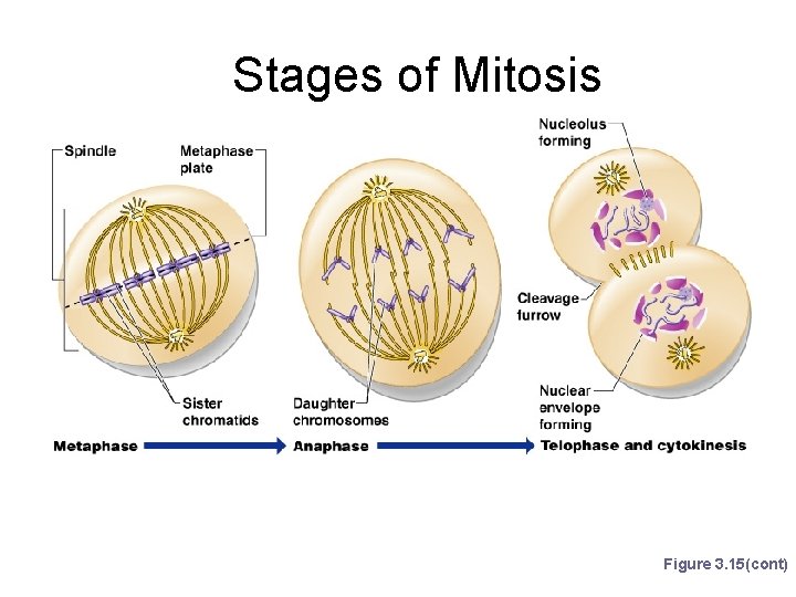 Stages of Mitosis Figure 3. 15(cont) 