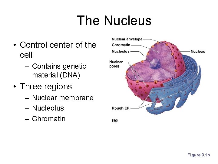 The Nucleus • Control center of the cell – Contains genetic material (DNA) •