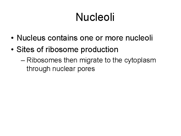 Nucleoli • Nucleus contains one or more nucleoli • Sites of ribosome production –