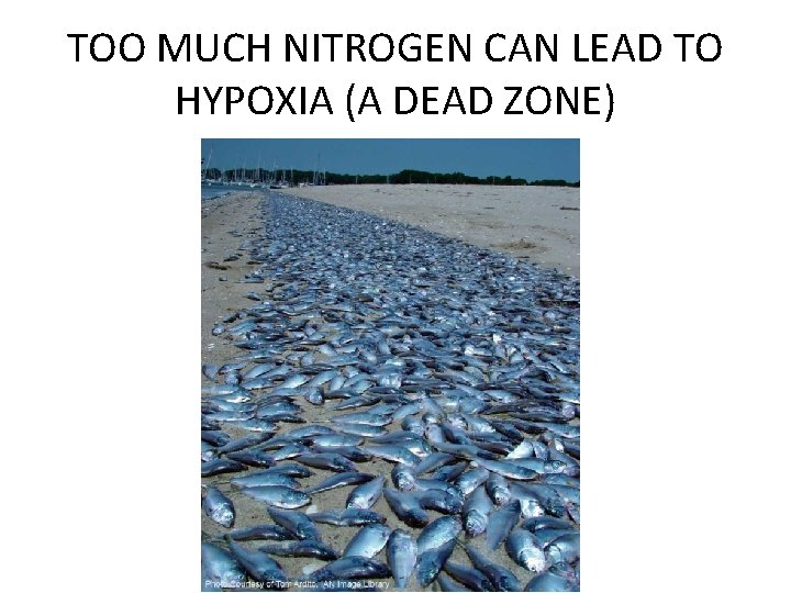 TOO MUCH NITROGEN CAN LEAD TO HYPOXIA (A DEAD ZONE) 