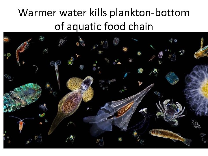 Warmer water kills plankton-bottom of aquatic food chain 