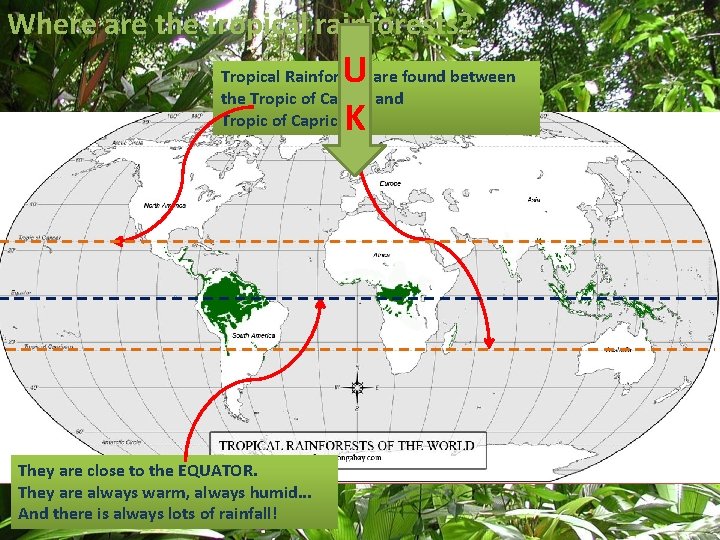 Where are the tropical rainforests? U K Tropical Rainforests are found between the Tropic