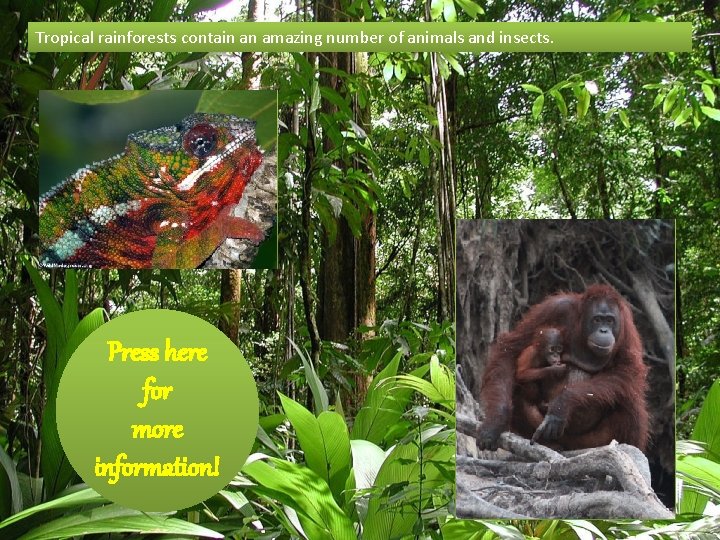 Tropical rainforests contain an amazing number of animals and insects. Press here for more