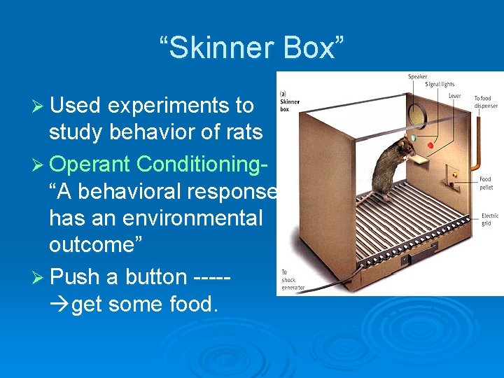 “Skinner Box” Ø Used experiments to study behavior of rats Ø Operant Conditioning“A behavioral
