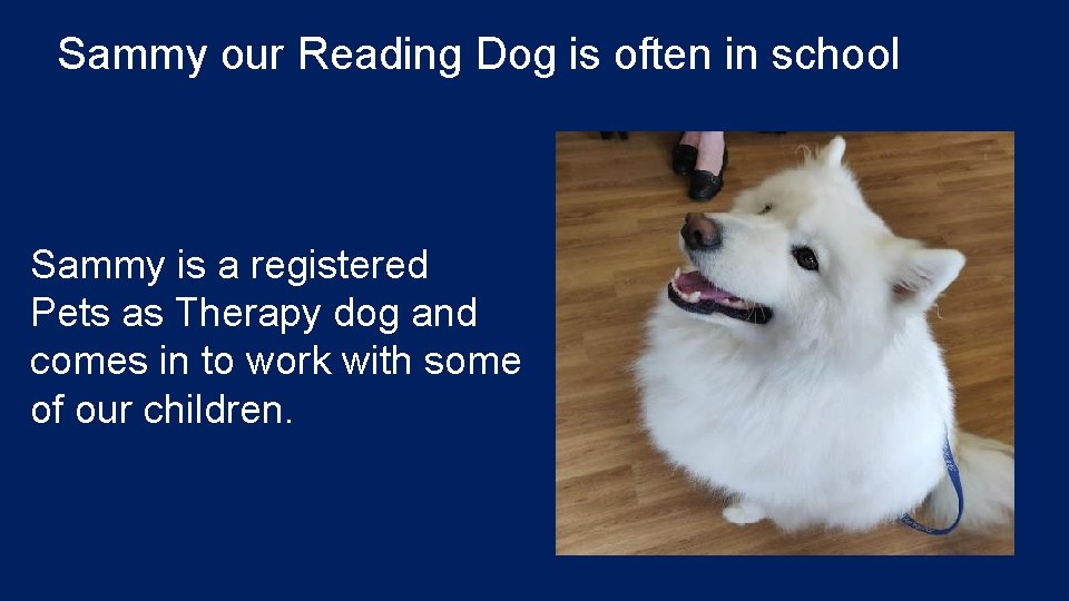 Sammy our Reading Dog is often in school Sammy is a registered Pets as