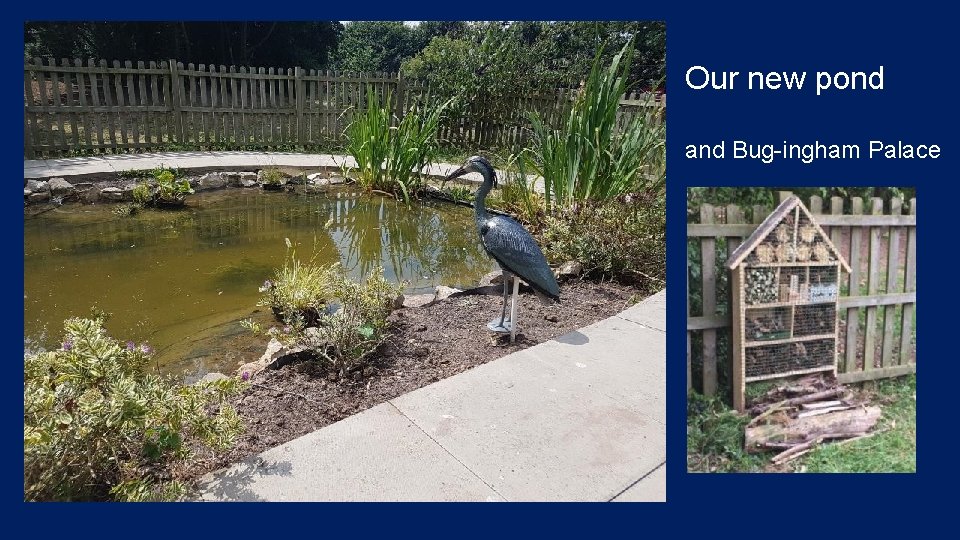 Our new pond and Bug-ingham Palace 