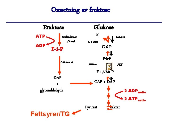 Omsetning av fruktose Fruktose ATP ADP Fruktokinase (lever) Glukose Pi G-6 -Pase F-1 -P