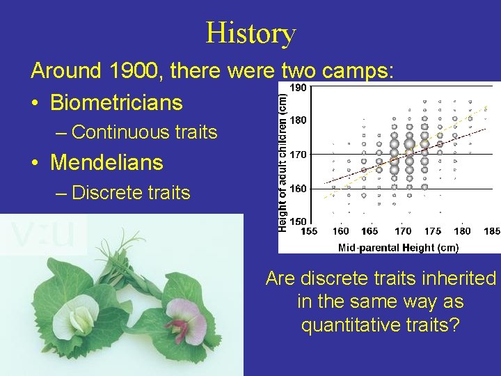 History Around 1900, there were two camps: • Biometricians – Continuous traits • Mendelians History Around 1900, there were two camps: • Biometricians – Continuous traits • Mendelians