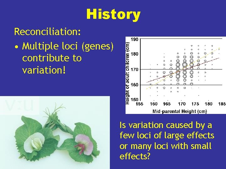 History Reconciliation: • Multiple loci (genes) contribute to variation! Is variation caused by a History Reconciliation: • Multiple loci (genes) contribute to variation! Is variation caused by a