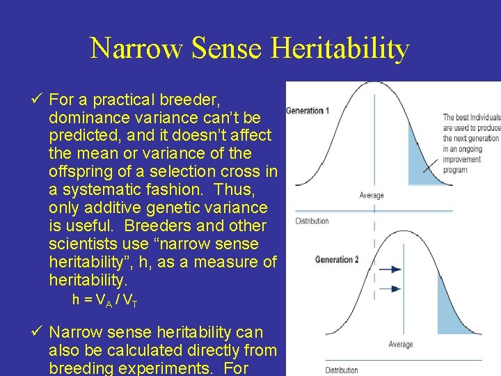 Narrow Sense Heritability ü For a practical breeder, dominance variance can’t be predicted, and Narrow Sense Heritability ü For a practical breeder, dominance variance can’t be predicted, and
