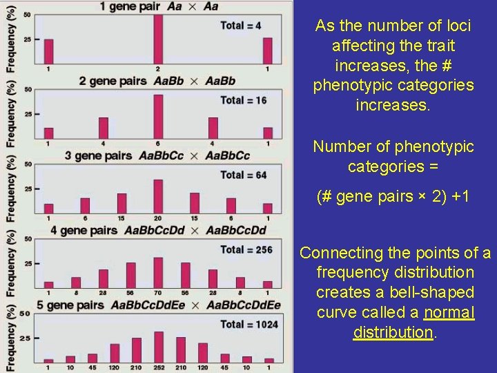 As the number of loci affecting the trait increases, the # phenotypic categories increases. As the number of loci affecting the trait increases, the # phenotypic categories increases.