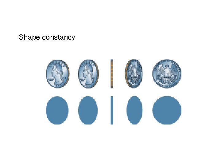 Shape constancy 