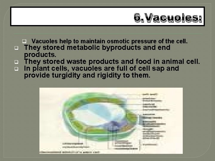 6. Vacuoles: q Vacuoles help to maintain osmotic pressure of the cell. q q