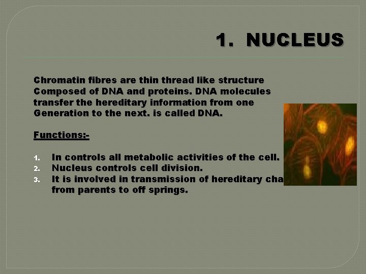 1. NUCLEUS Chromatin fibres are thin thread like structure Composed of DNA and proteins.