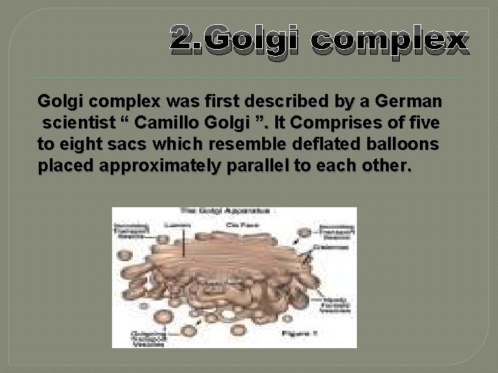 2. Golgi complex was first described by a German scientist “ Camillo Golgi ”.