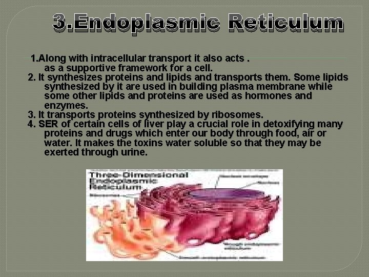 3. Endoplasmic Reticulum 1. Along with intracellular transport it also acts. as a supportive