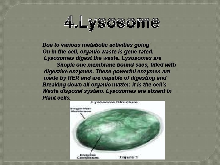 4. Lysosome Due to various metabolic activities going On in the cell, organic waste