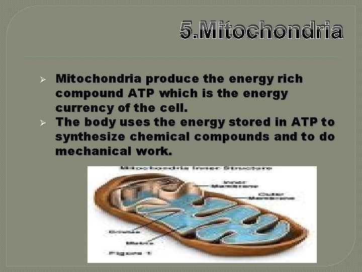 5. Mitochondria Ø Ø Mitochondria produce the energy rich compound ATP which is the