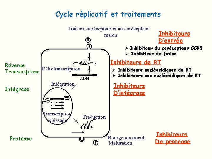Cycle réplicatif et traitements Liaison au récepteur et au corécepteur fusion Inhibiteurs D’entrée Ø