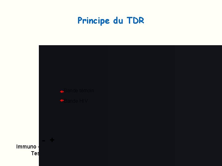 Principe du TDR Bande témoin Bande HIV - + Immuno - chromatographie Test Determine