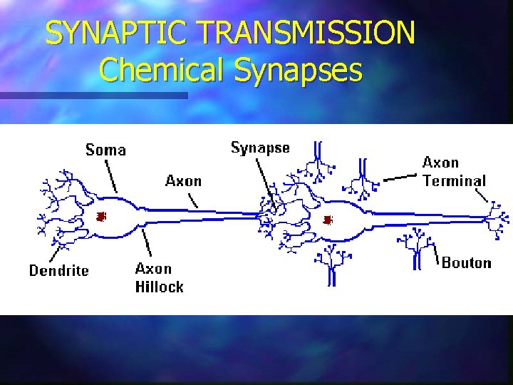 SYNAPTIC TRANSMISSION Chemical Synapses 