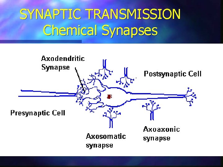 SYNAPTIC TRANSMISSION Chemical Synapses 