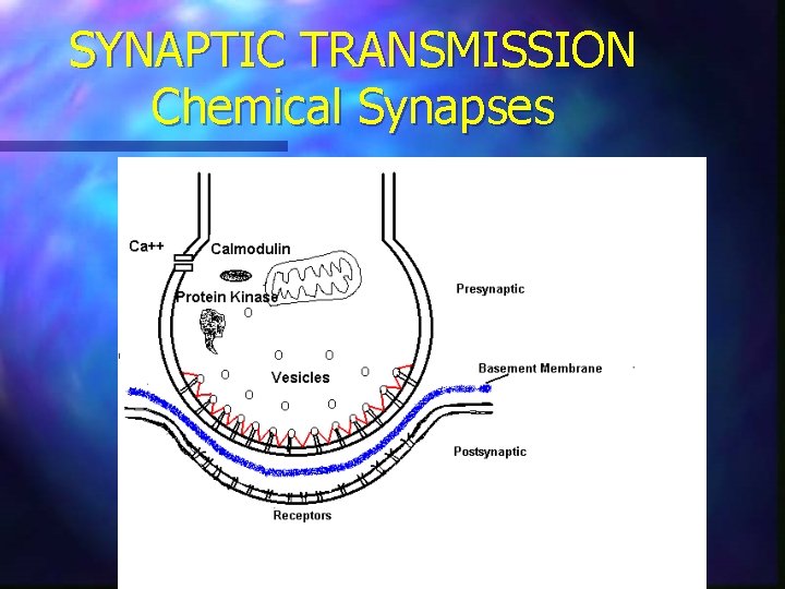 SYNAPTIC TRANSMISSION Chemical Synapses 