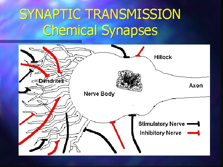 SYNAPTIC TRANSMISSION Chemical Synapses 