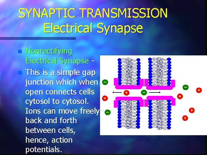 SYNAPTIC TRANSMISSION Electrical Synapse n n Nonrectifying Electrical Synapse This is a simple gap