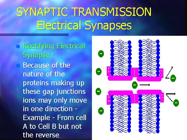 SYNAPTIC TRANSMISSION Electrical Synapses n n Rectifying Electrical Synapse Because of the nature of