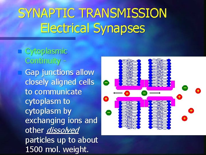 SYNAPTIC TRANSMISSION Electrical Synapses n n Cytoplasmic Continuity Gap junctions allow closely aligned cells
