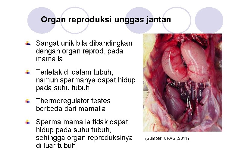 Organ reproduksi unggas jantan Sangat unik bila dibandingkan dengan organ reprod. pada mamalia Terletak Organ reproduksi unggas jantan Sangat unik bila dibandingkan dengan organ reprod. pada mamalia Terletak