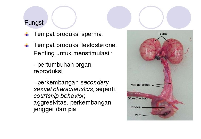 Fungsi: Tempat produksi sperma. Tempat produksi testosterone. Penting untuk menstimulasi : - pertumbuhan organ