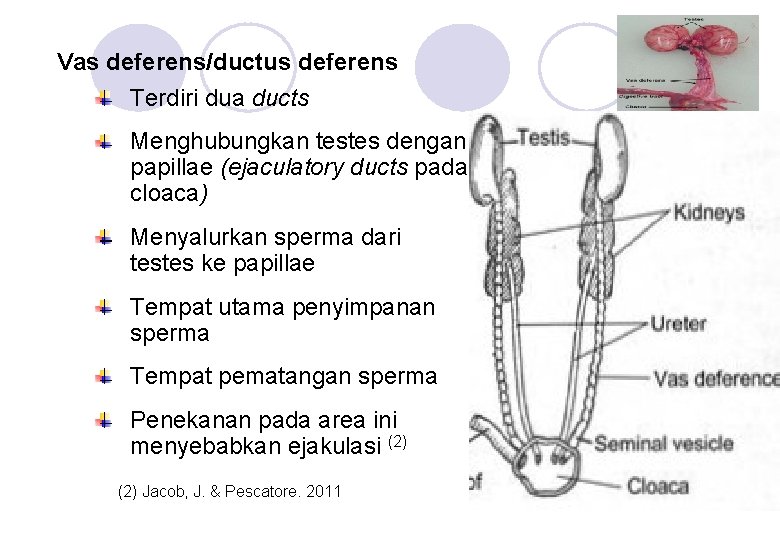 Vas deferens/ductus deferens Terdiri dua ducts Menghubungkan testes dengan papillae (ejaculatory ducts pada cloaca)