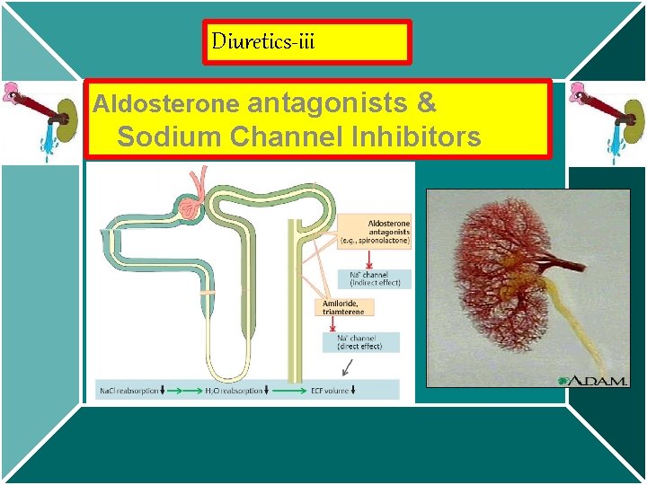 Diuretics-iii Aldosterone antagonists & Sodium Channel Inhibitors 