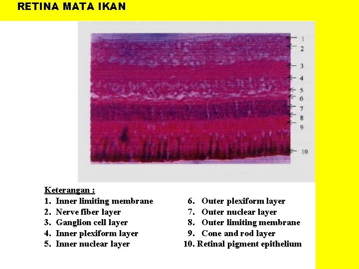 RETINA MATA IKAN Keterangan : 1. Inner limiting membrane 2. Nerve fiber layer 3.