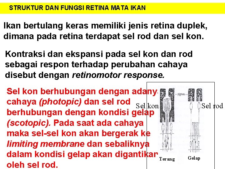 STRUKTUR DAN FUNGSI RETINA MATA IKAN Ikan bertulang keras memiliki jenis retina duplek, dimana