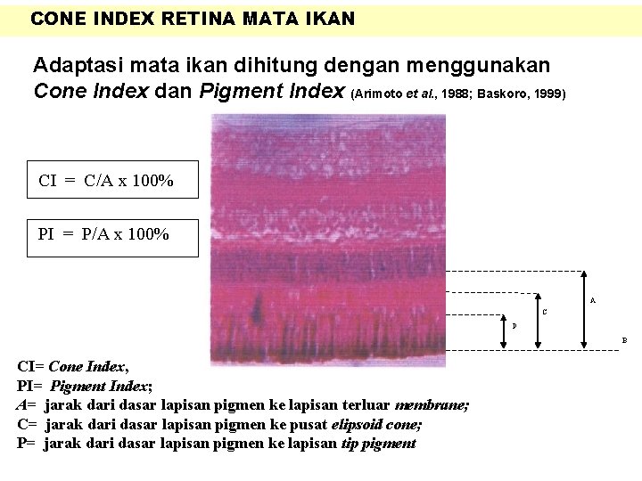 CONE INDEX RETINA MATA IKAN Adaptasi mata ikan dihitung dengan menggunakan Cone Index dan