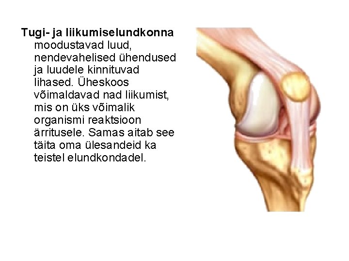 Tugi- ja liikumiselundkonna moodustavad luud, nendevahelised ühendused ja luudele kinnituvad lihased. Üheskoos võimaldavad nad