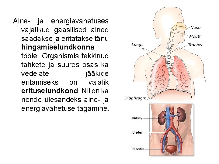 Aine- ja energiavahetuses vajalikud gaasilised ained saadakse ja eritatakse tänu hingamiselundkonna tööle. Organismis tekkinud