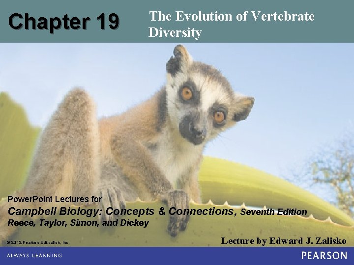 Chapter 19 The Evolution of Vertebrate Diversity Power. Point Lectures for Campbell Biology: Concepts