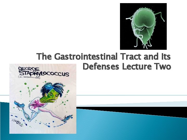 The Gastrointestinal Tract and Its Defenses Lecture Two 