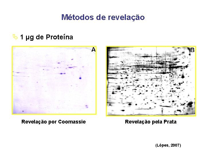 Métodos de revelação Ä 1 µg de Proteína Revelação por Coomassie Revelação pela Prata