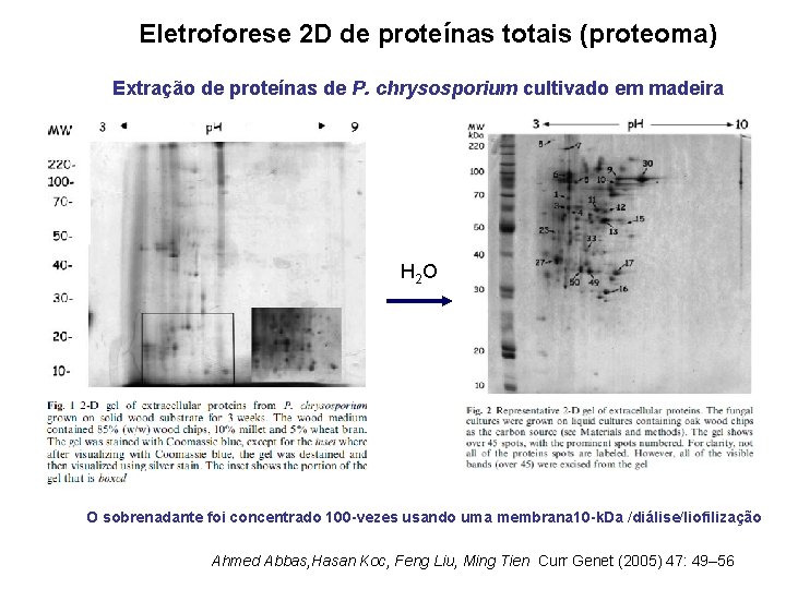 Eletroforese 2 D de proteínas totais (proteoma) Extração de proteínas de P. chrysosporium cultivado