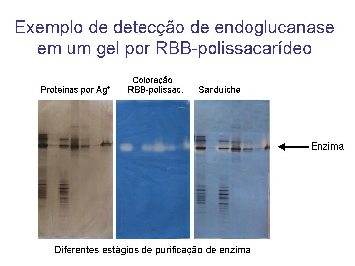 Exemplo de detecção de endoglucanase em um gel por RBB-polissacarídeo Proteinas por Ag+ Coloração