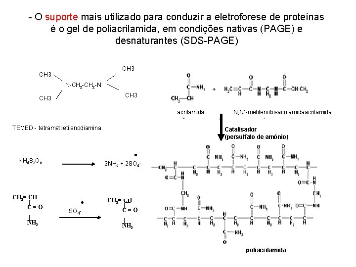 - O suporte mais utilizado para conduzir a eletroforese de proteínas é o gel