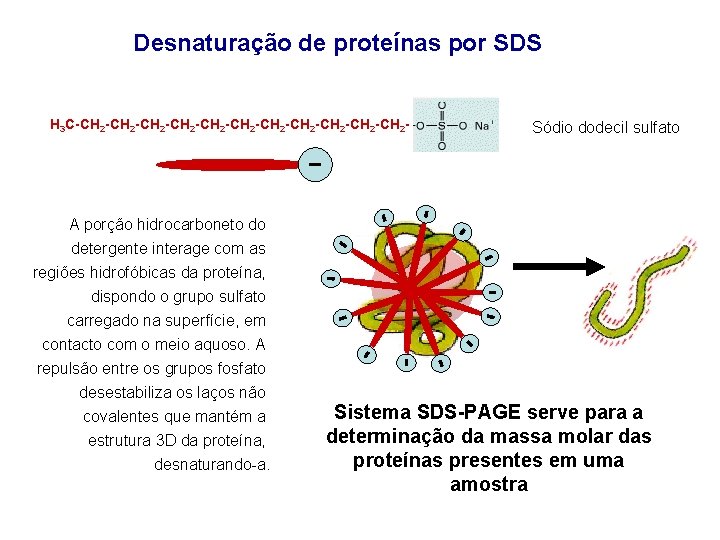 Desnaturação de proteínas por SDS H 3 C-CH 2 -CH 2 -CH 2 -CH