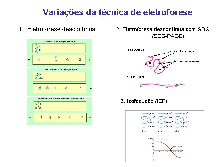 Variações da técnica de eletroforese 1. Eletroforese descontínua 2. Eletroforese descontínua com SDS (SDS-PAGE)