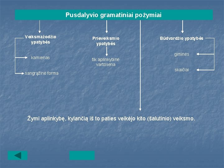 Pusdalyvio gramatiniai požymiai Veiksmažodžio ypatybės kamienas sangrąžinė forma Prieveiksmio ypatybės Būdvardžio ypatybės giminės tik