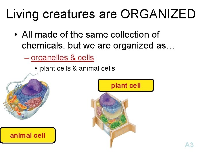 Living creatures are ORGANIZED • All made of the same collection of chemicals, but